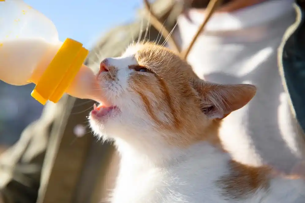 can cats drink oat milk