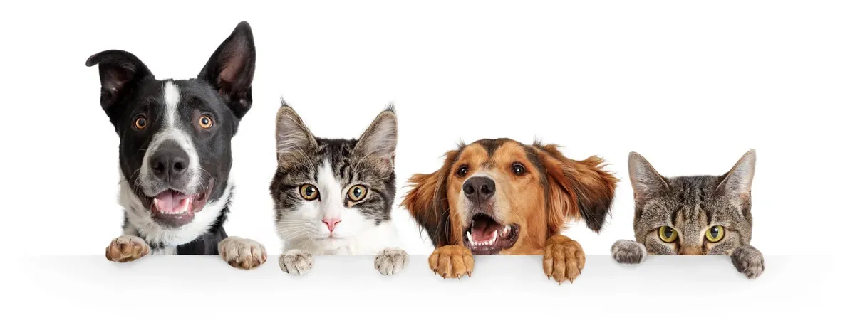 Best Pet Products of 2025