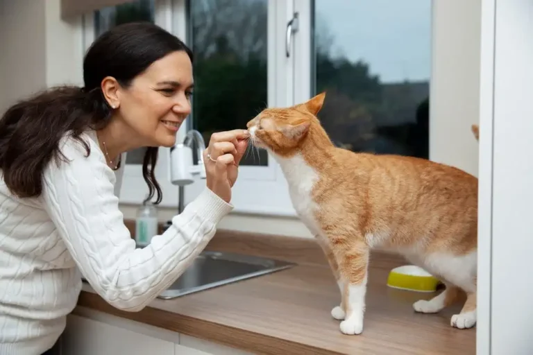 Cat Feeding Tips for 2025