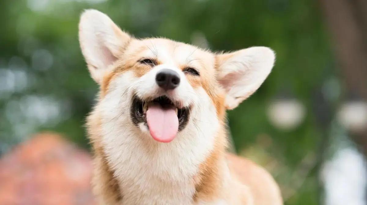 Dog Care During Heat