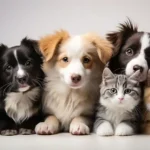 Essential Tips for New Dog and Cat Owners in 2025