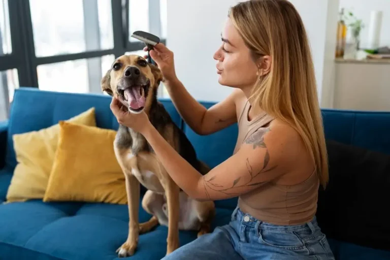 How to Groom a Dog at Home