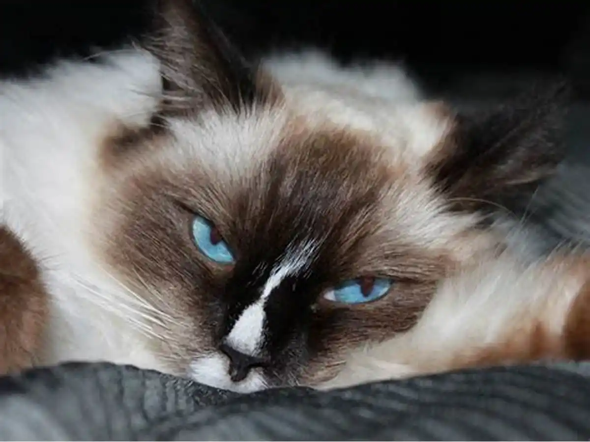Ragdoll Cat Care