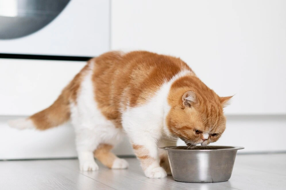 Safest Milk for Cats