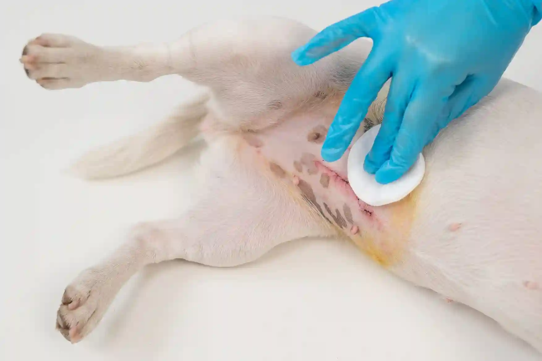 Spaying Your Dog