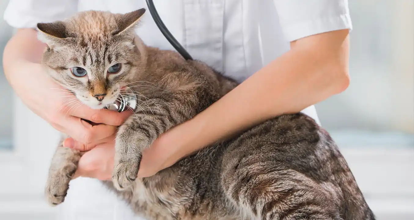 Spaying a Cat