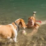 Summer Dog Safety