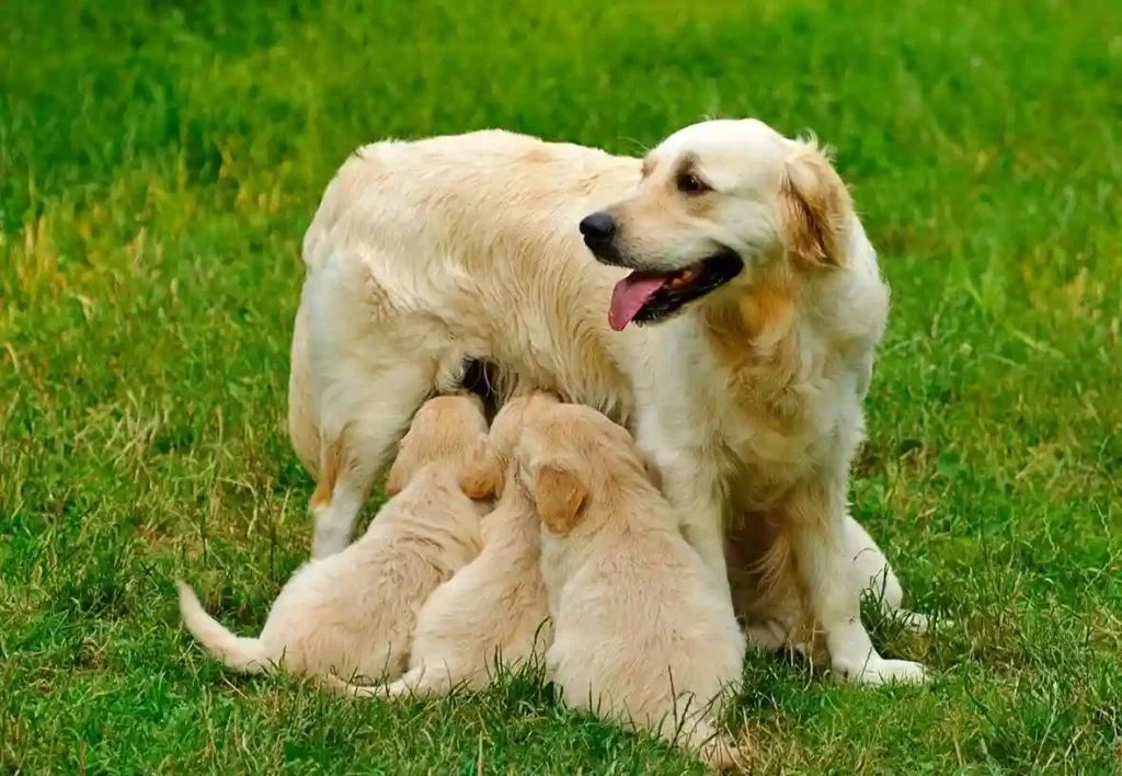 breeding tips for dogs