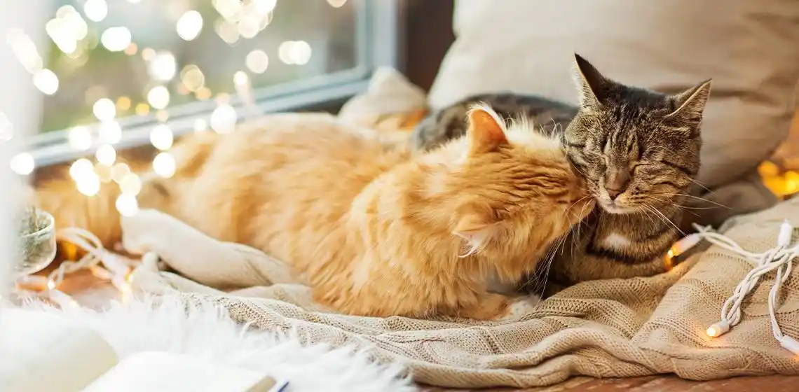 cat heat cycle