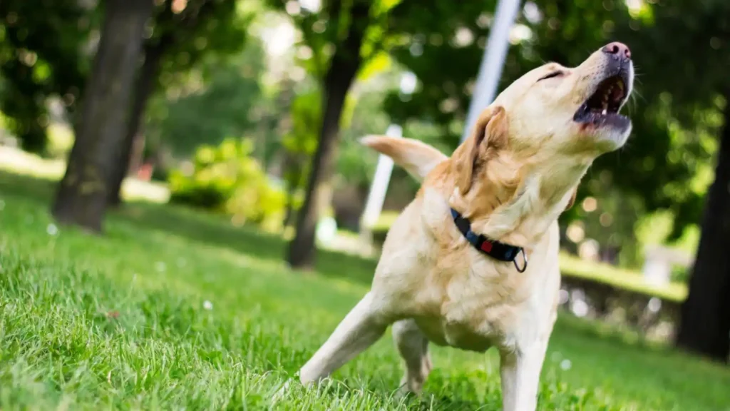 How to Stop Your Dog from Barking Excessively