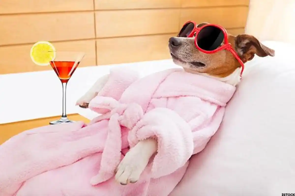 Pamper Your Pet