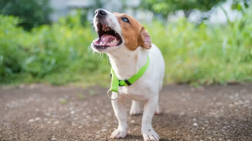 Why Dogs Bark Excessively