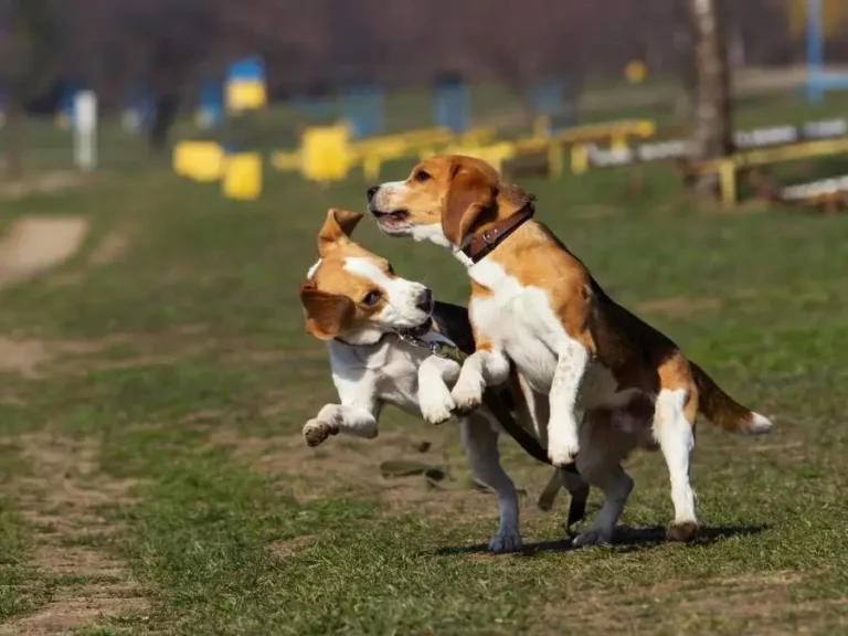 Why beagles are the worst dogs