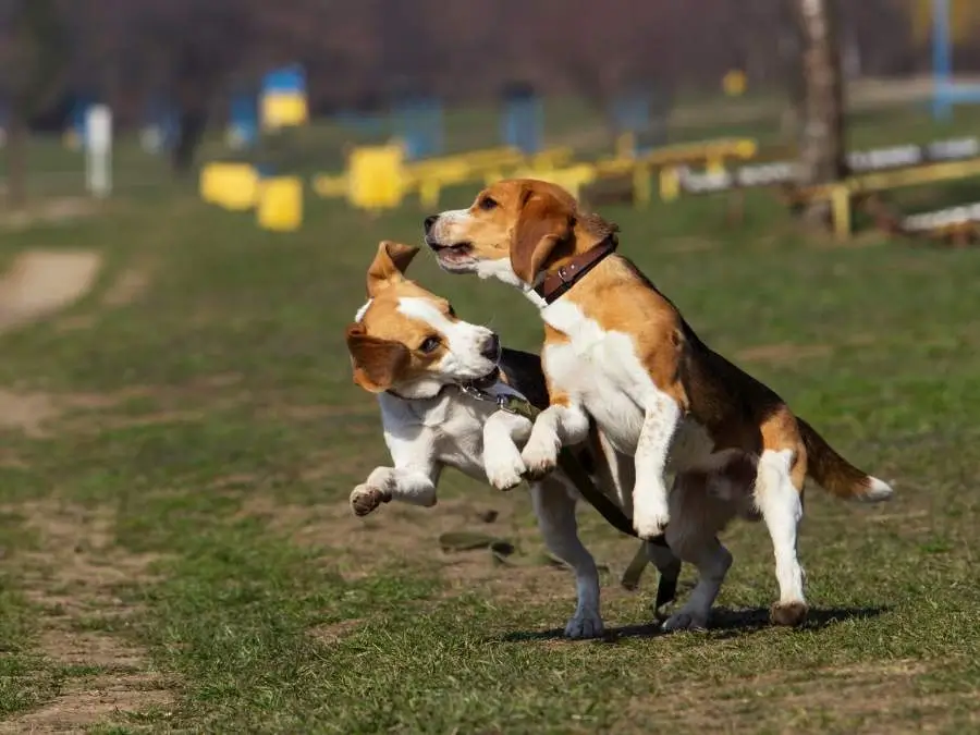 Why beagles are the worst dogs