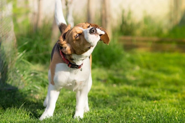 Why Beagles Are the Worst Dogs for Some People