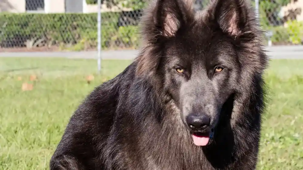 Blue German Shepherd