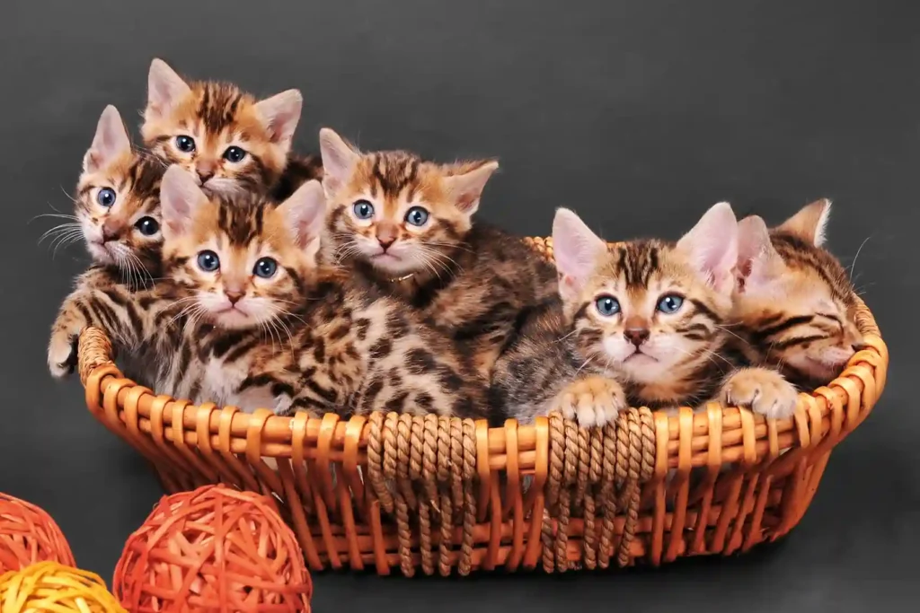 Cat Breeders in Scotland