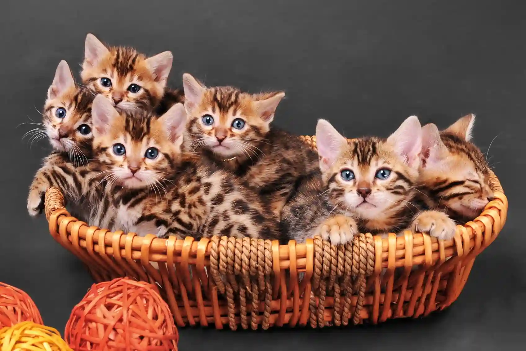 Cat Breeders in Scotland
